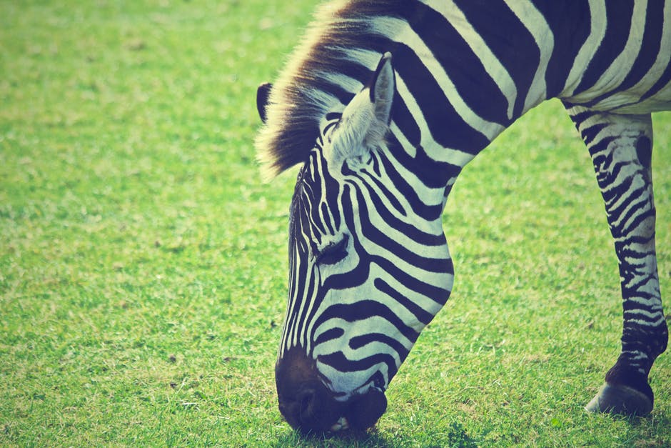 非洲-动物-草地高清照片