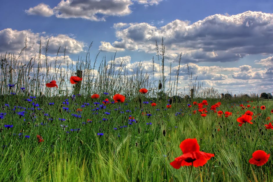 白天在田野上开有蓝色花瓣的红色花瓣的花