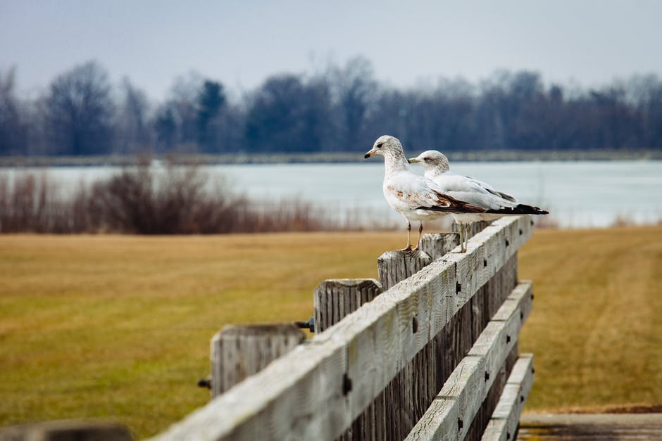 白天湖边褐篱笆2鸟