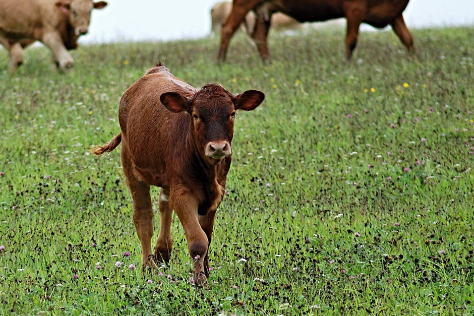 白天青叶草中的布朗牛