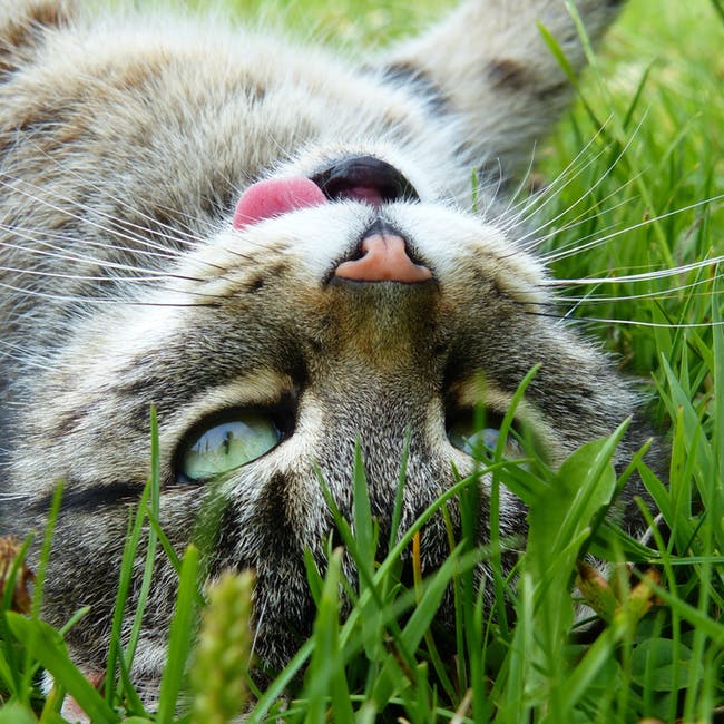 躺在青草上的银斑猫
