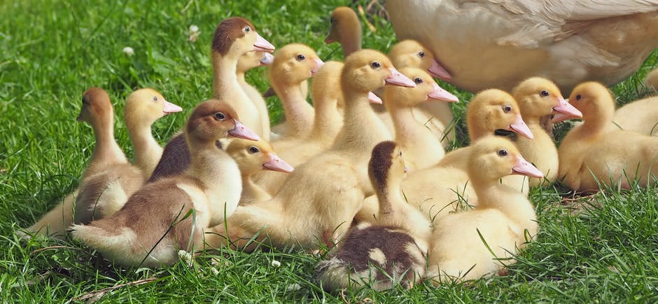 白天绿草地上的鸭子摄影