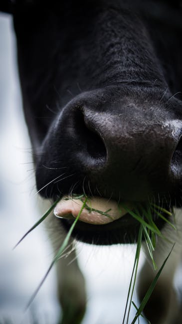 农业-动物-犊牛高清照片