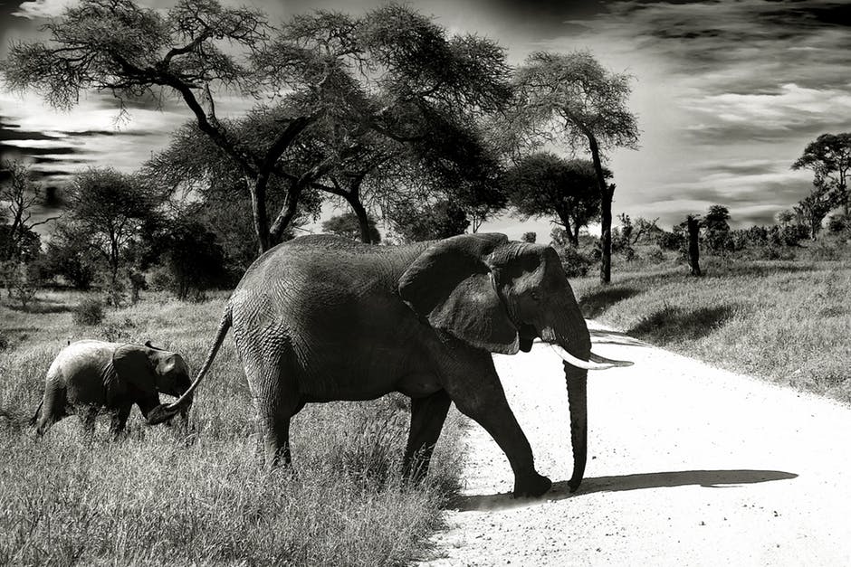 大象母子黑白摄影