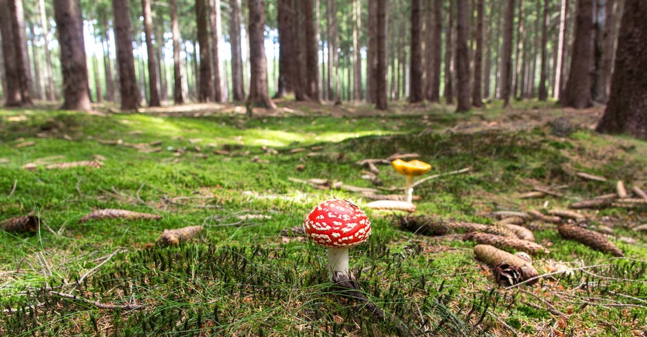 红菇和白蘑菇在黄蘑旁-白天在绿树旁