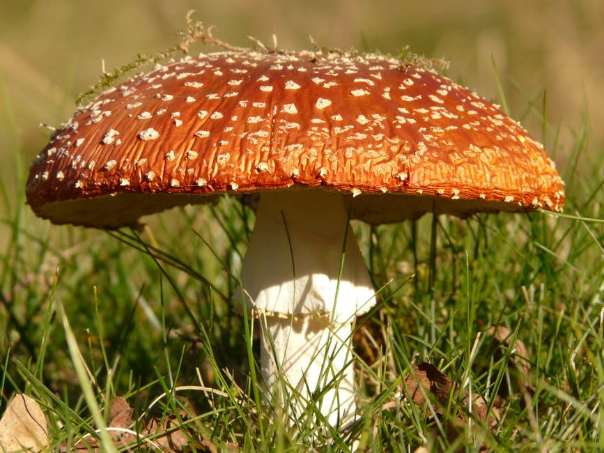 白天青草上的褐色和白色蘑菇