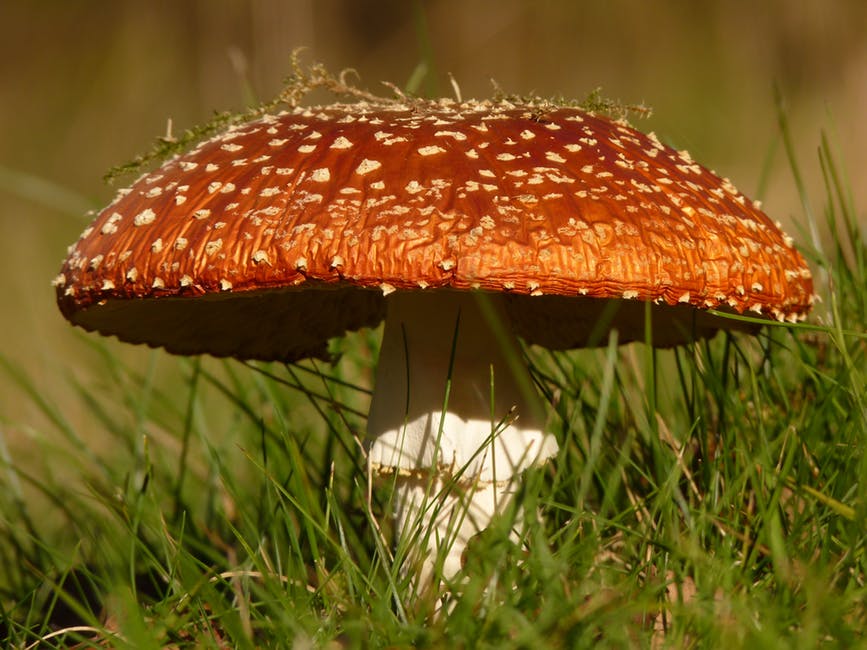 白色和棕色蘑菇在绿色草地上的照片
