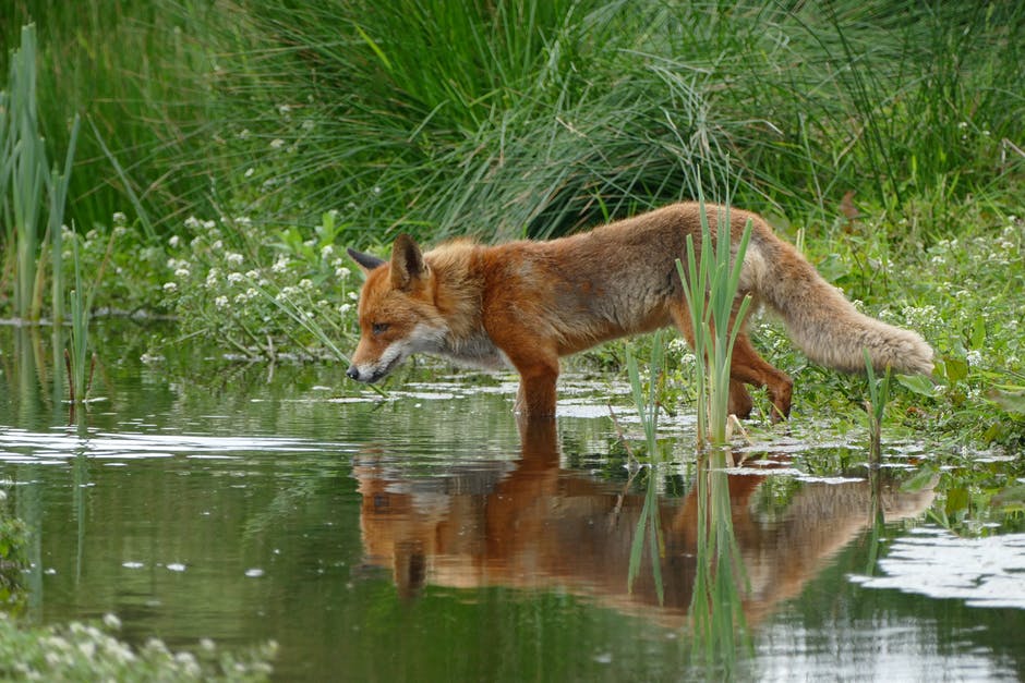 Tan和Orange Fox站在草地附近的水里