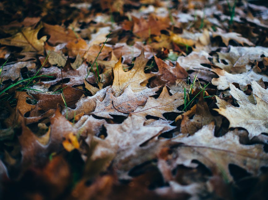 秋季高清照片-特写-干树叶