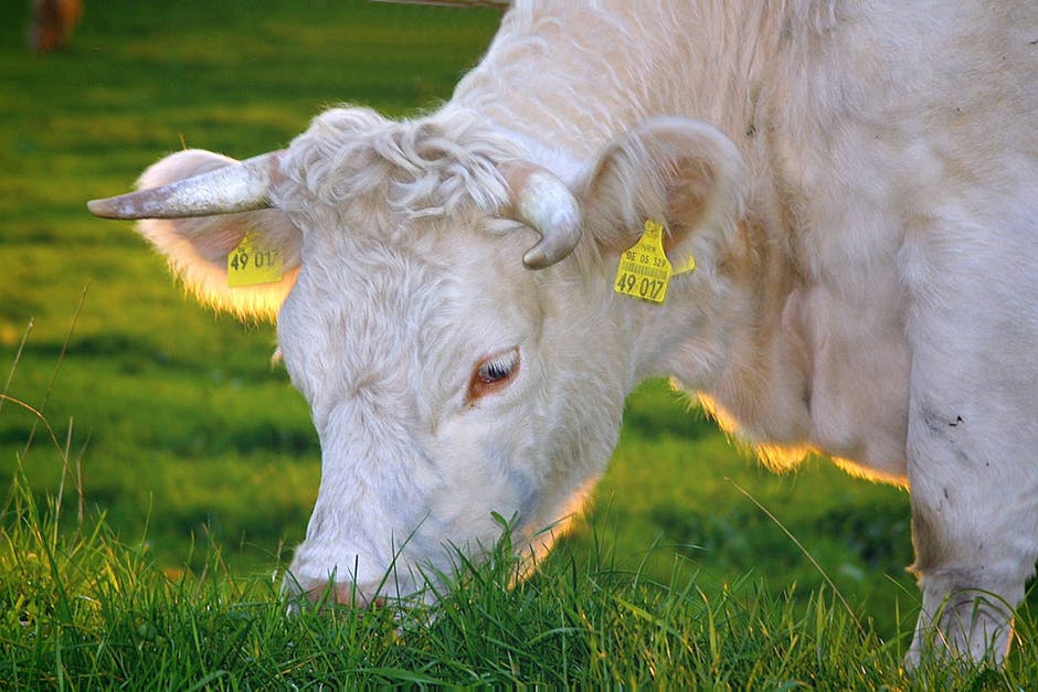 白牛吃绿草
