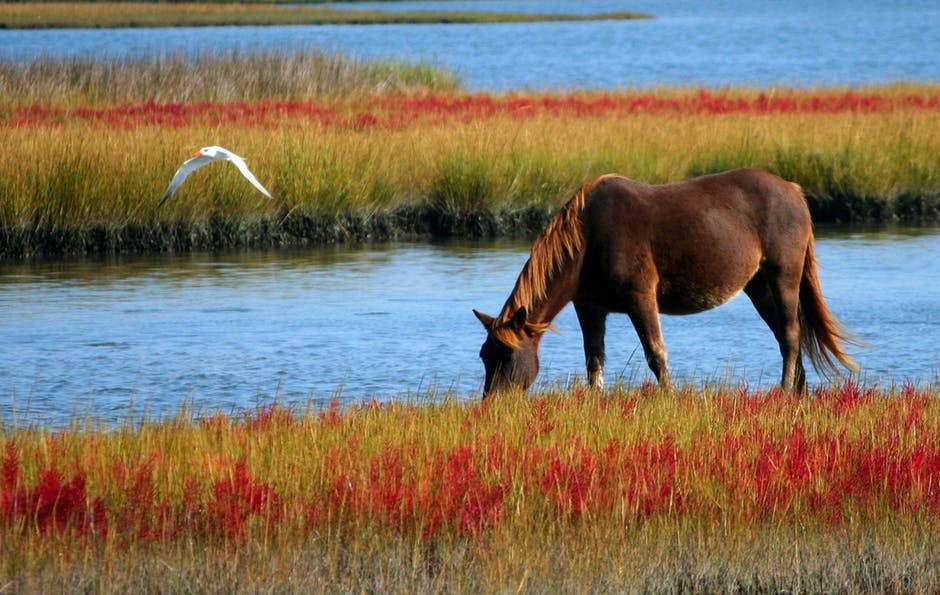 江边绿草和红草的褐马
