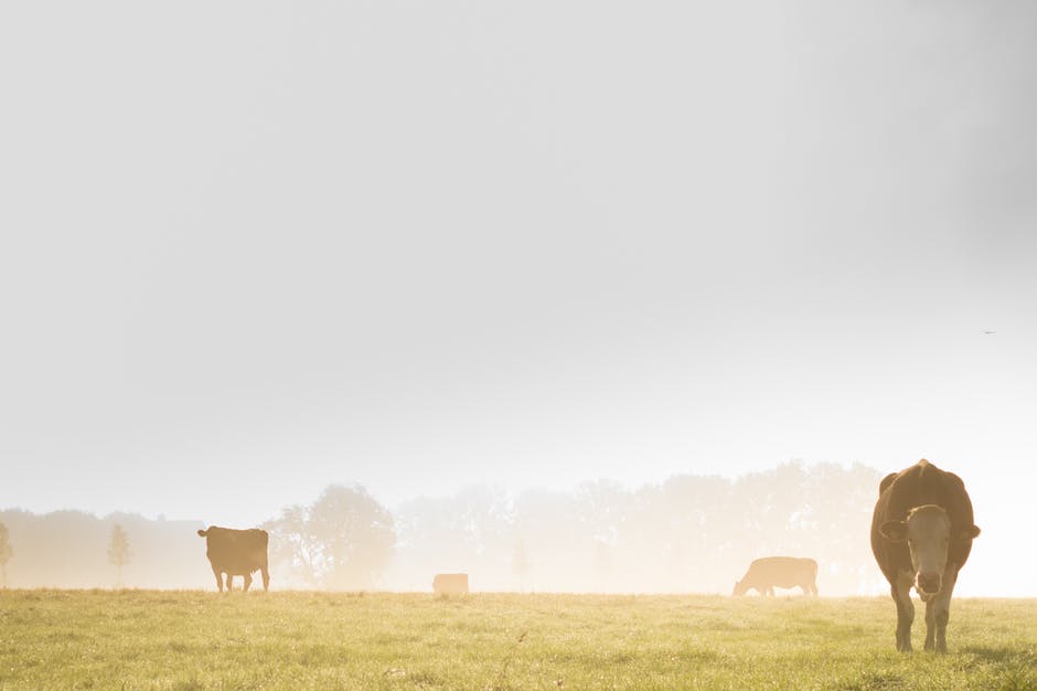农业-动物-奶牛高清照片