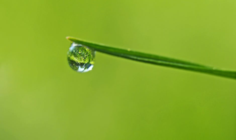 草-露-水滴的高清照片