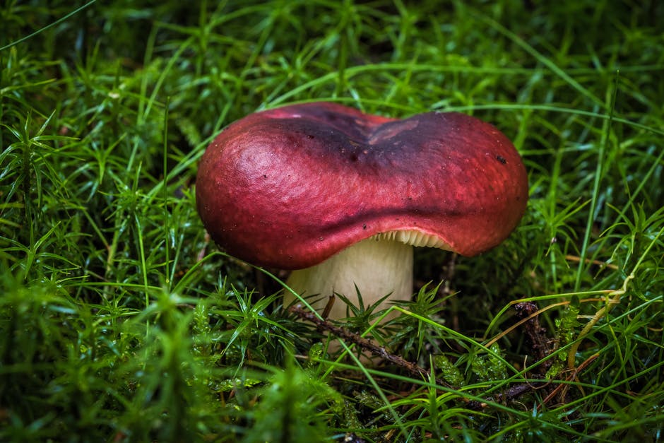 真菌-草-蘑菇高清照片