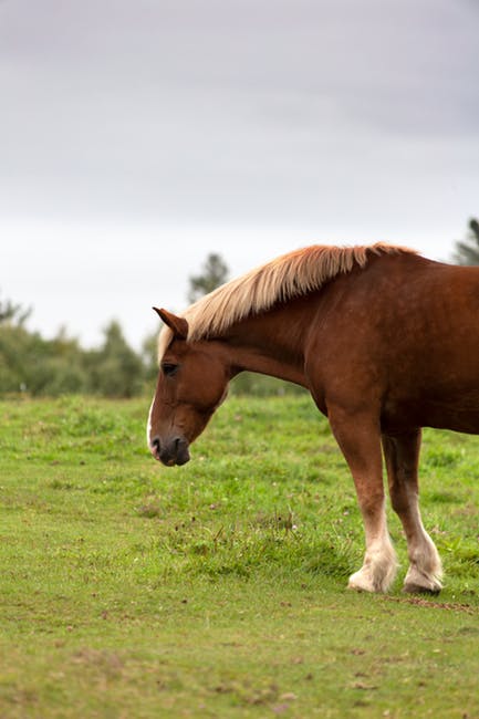 草地上的马的照片