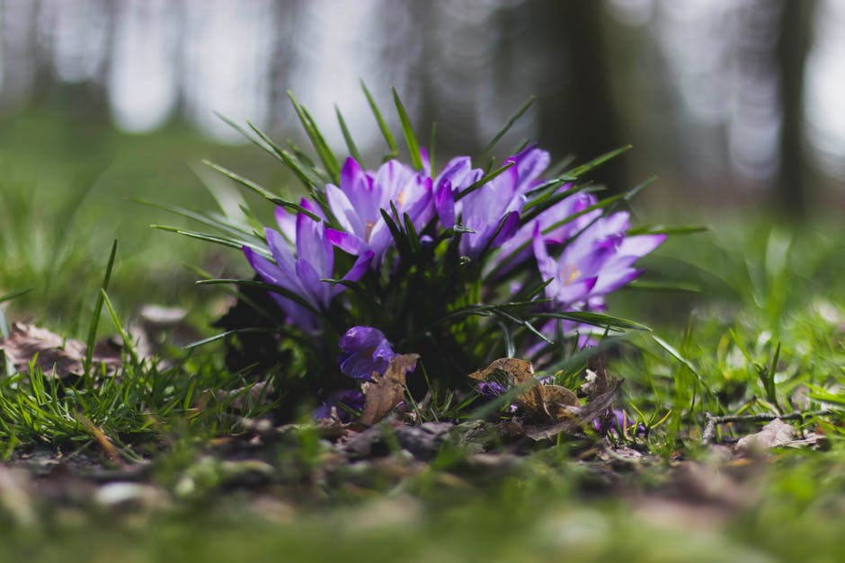 紫草花的选择性聚焦摄影