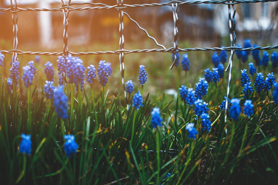 蓝色花朵在灰色栅栏关闭照片旁绽放