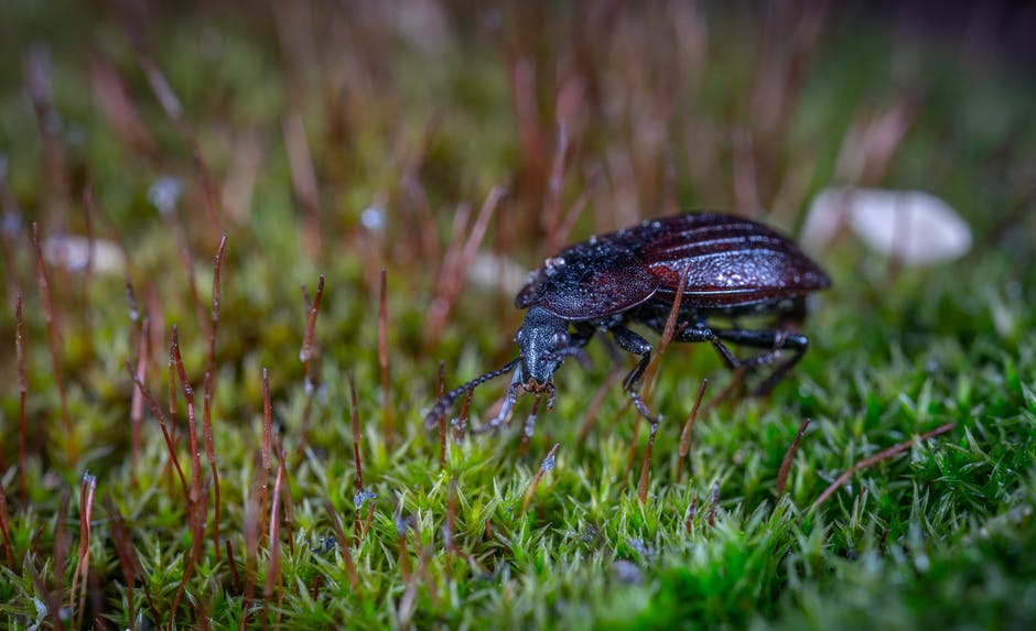 特写摄影中的青草上的黑甲虫