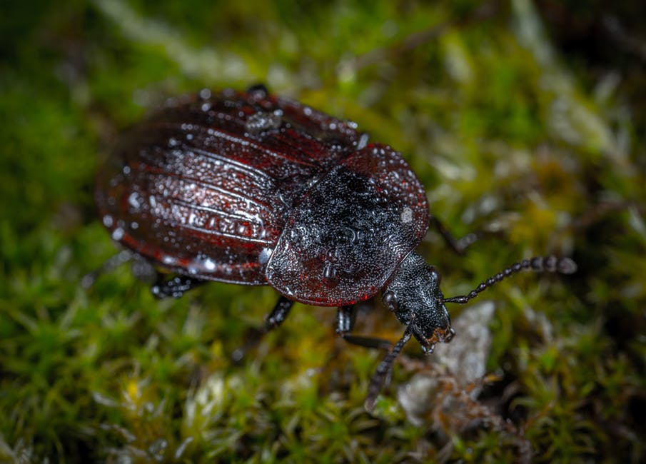 布朗和黑甲虫在绿草地上的特写照片