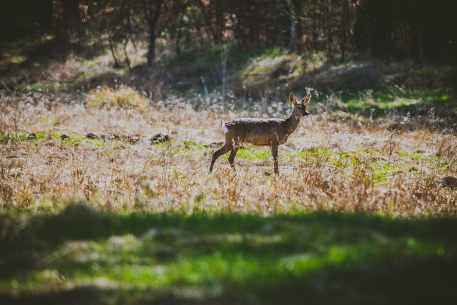 鹿的野外摄影