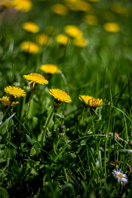 黄色花瓣选择性聚焦照片