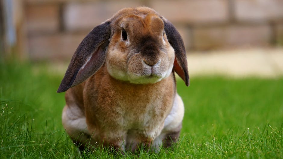 白天在青草上休息的米色兔