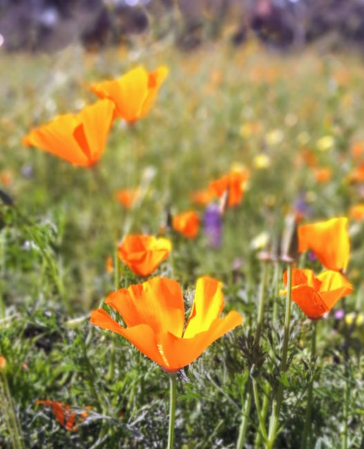 加利福尼亚罂粟花的选购照片