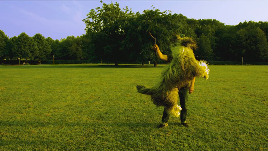 身穿黑色长袍的男子站在绿色草坪上玩棕色长毛中等大小的狗