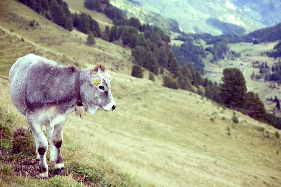 白天靠近绿树的绿草地上的灰母牛