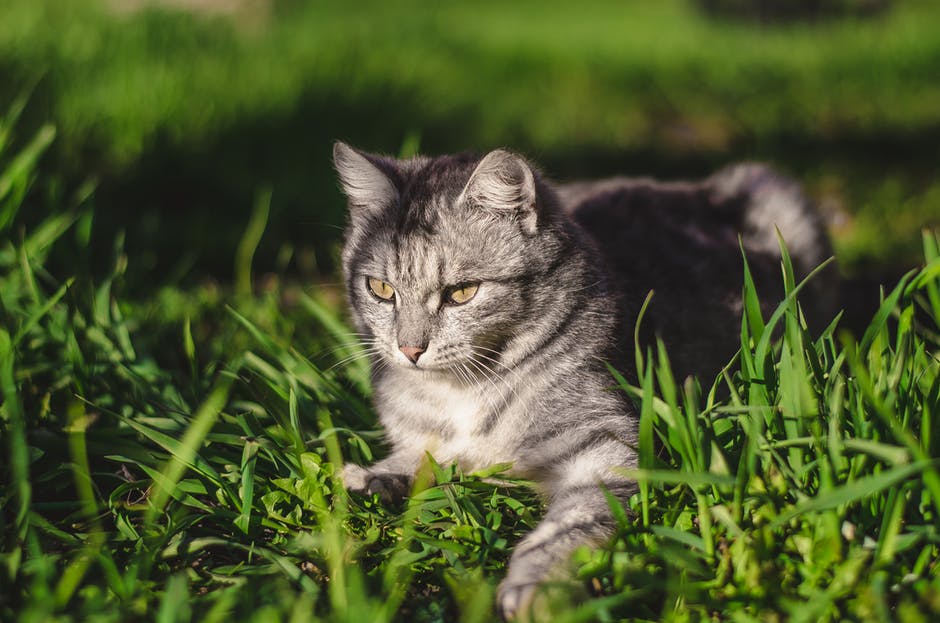 银色野猫躺在绿草场上的焦点摄影