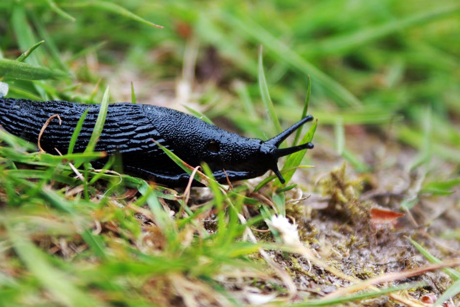草上的黑蜗牛