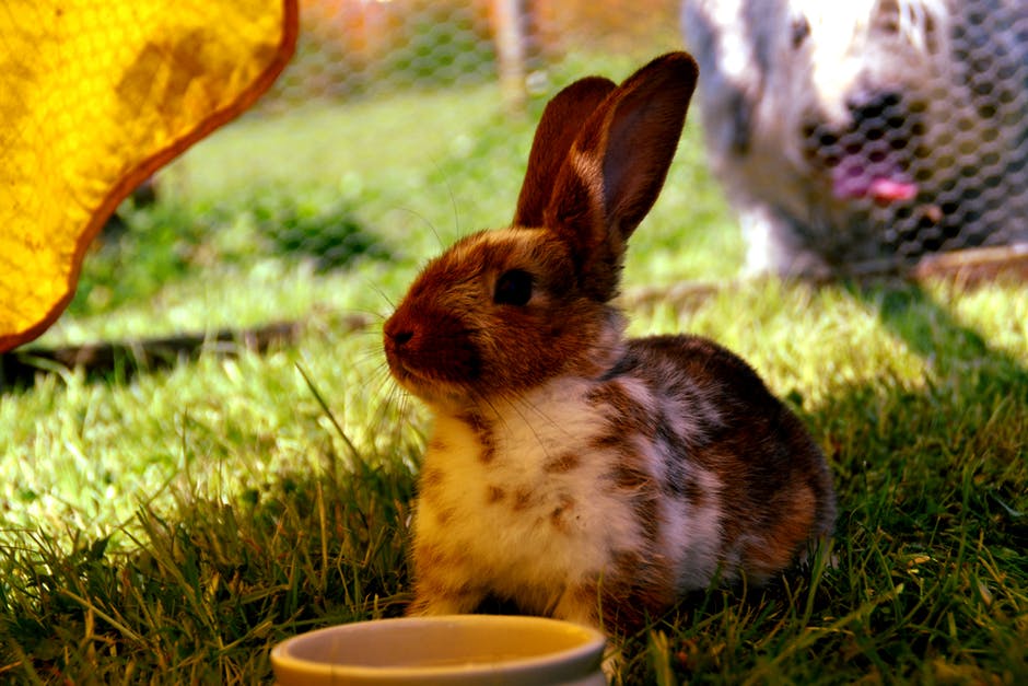 青草上的棕色和白色的兔子
