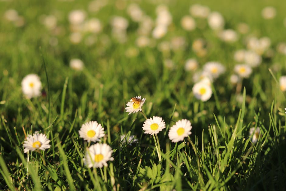 白花虫白天栖息在白花上的选择性聚焦照片