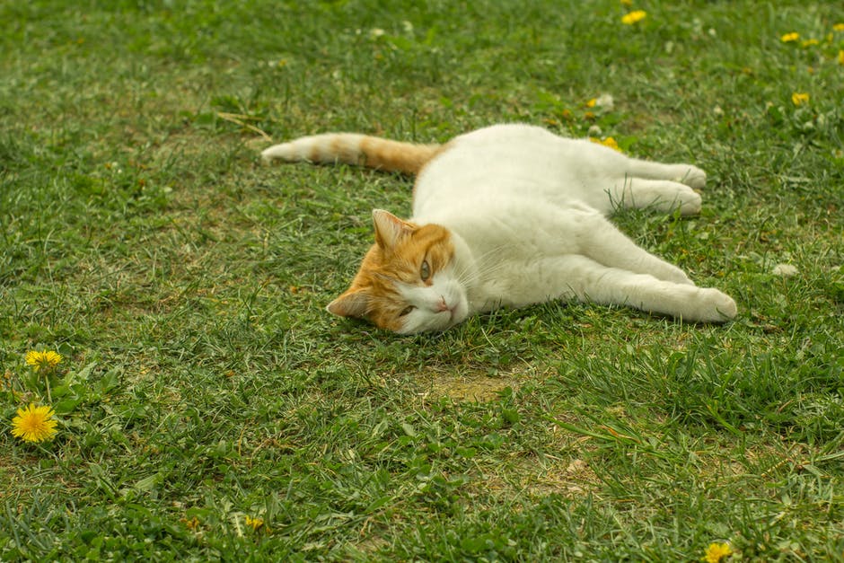白色和橙色斑纹猫躺在草地上