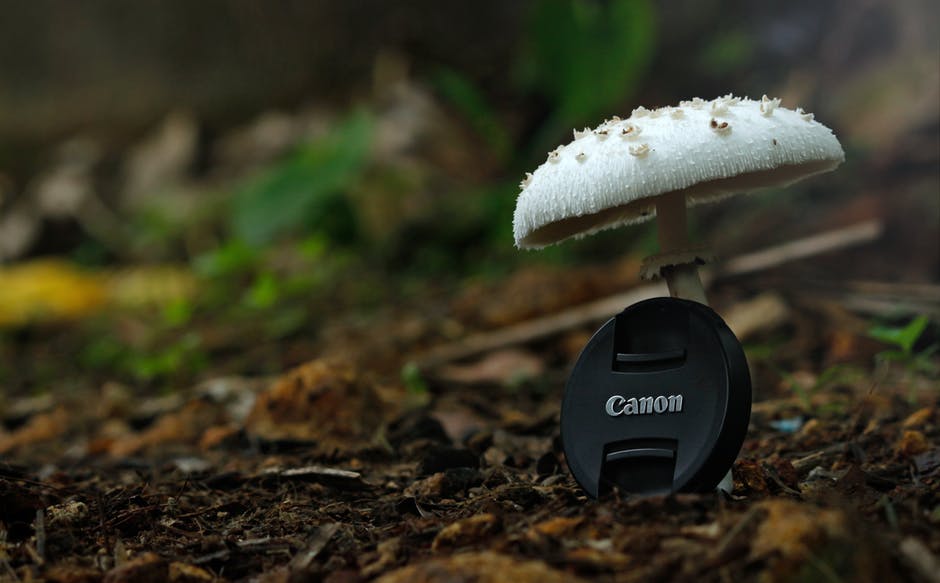 白色按钮蘑菇与黑色佳能相机变焦镜头盖