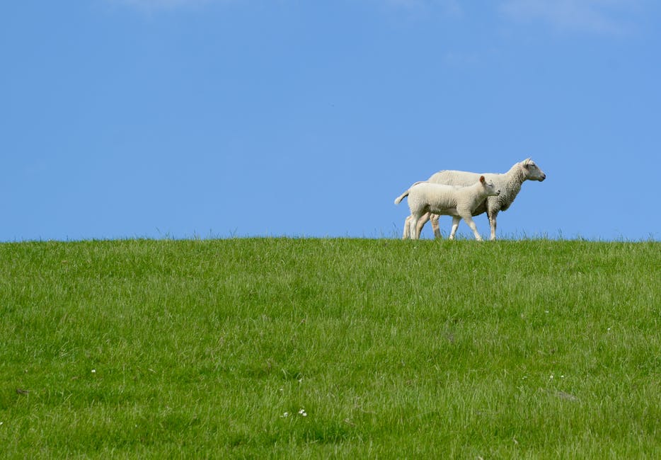 草地上的两只白羊