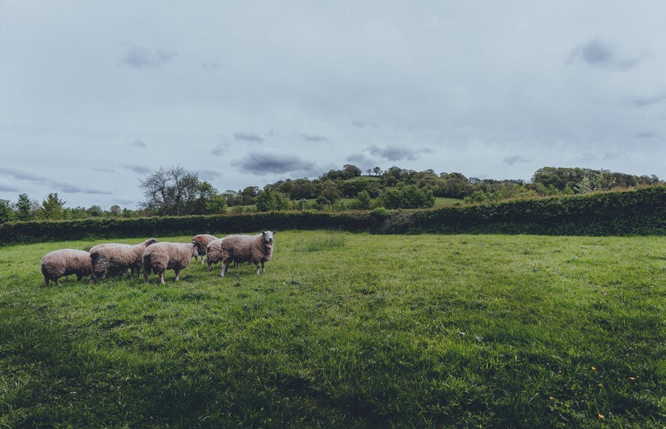 绿草地上的羊群