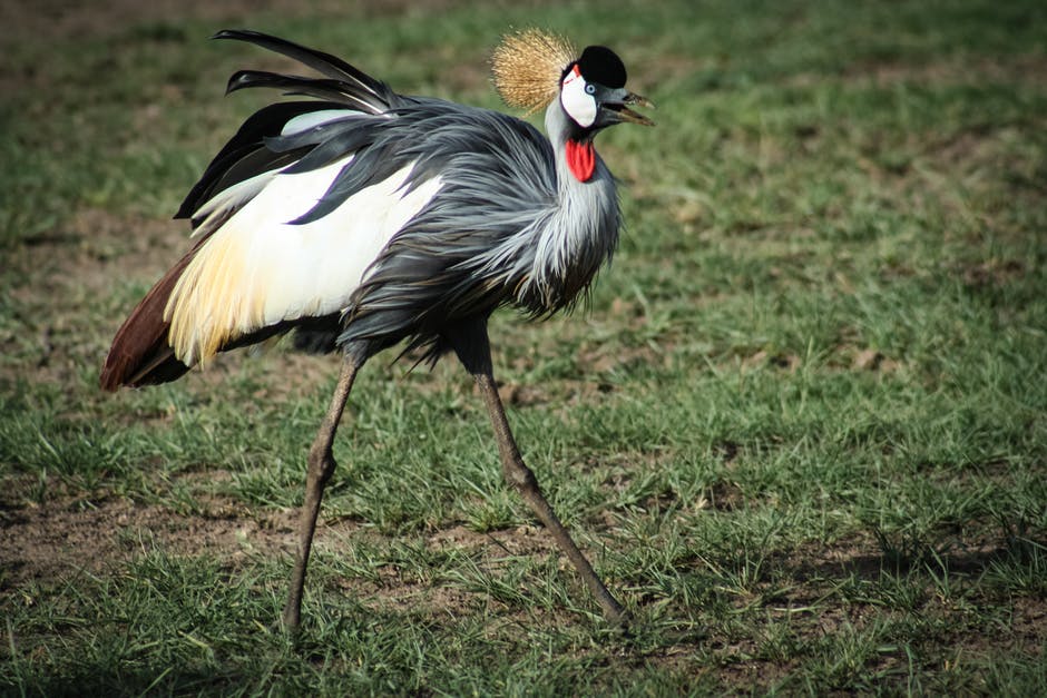 黑色-白色和Brown crane鸟的照片