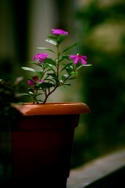 Brown Pot粉刺花卉的浅聚焦摄影