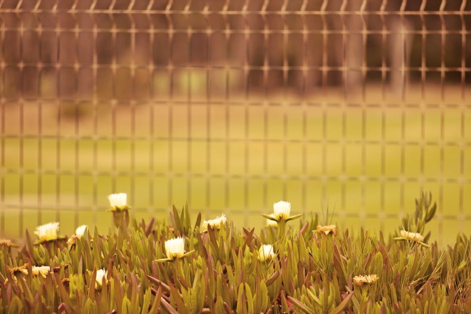 篱笆附近白色花朵的选择性聚焦照片