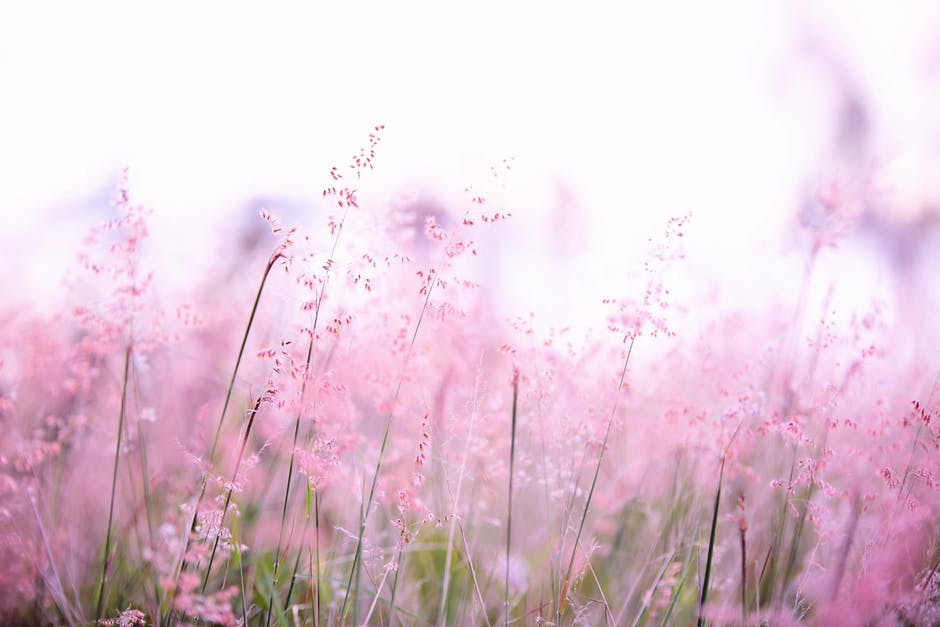 粉色花卉摄影
