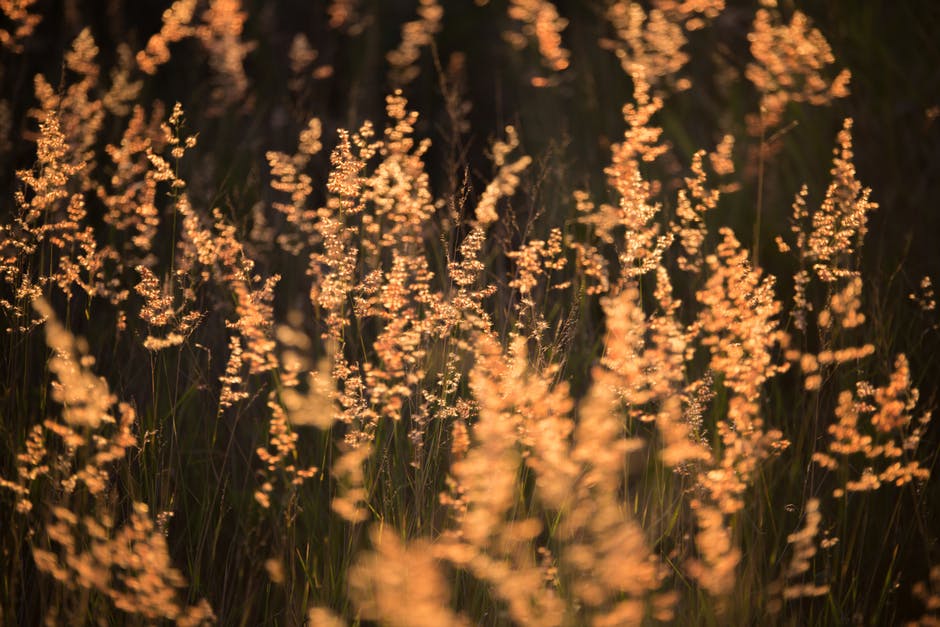 选择性彩色摄影中的棕色草