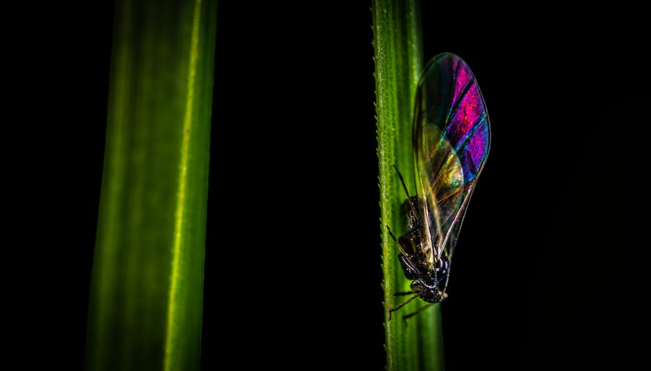 黑色-粉色-绿色蝉栖息在侧方的选择性聚焦摄影