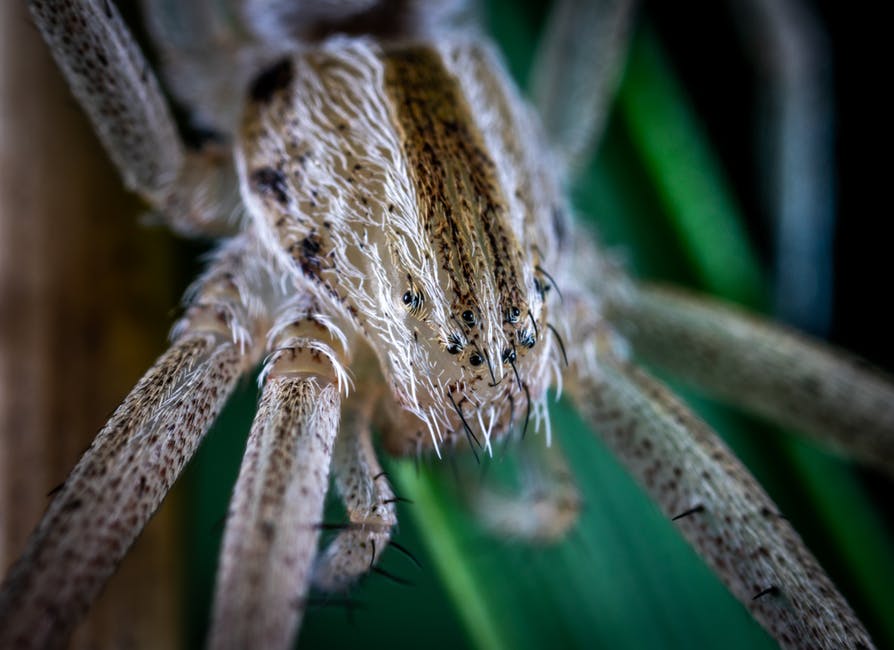 绿蜘蛛栖息的微距摄影
