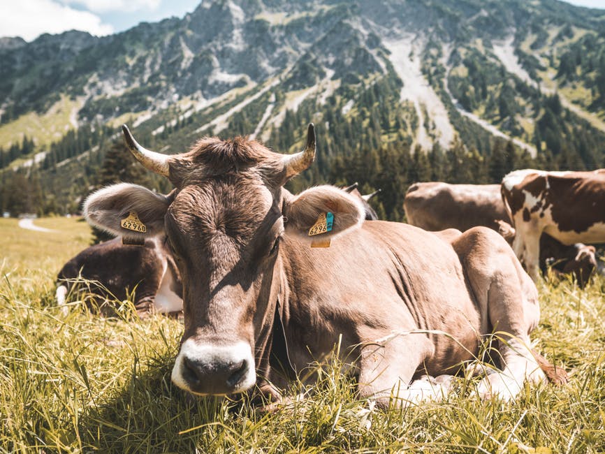 白天草地上的褐牛