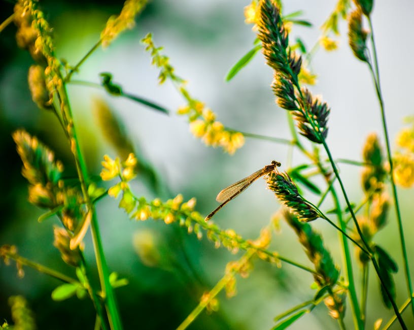 选择性聚焦摄影法在黄花上栖息的棕豆娘