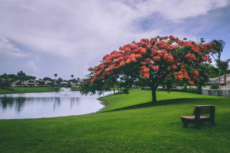 水旁的红花树木图片