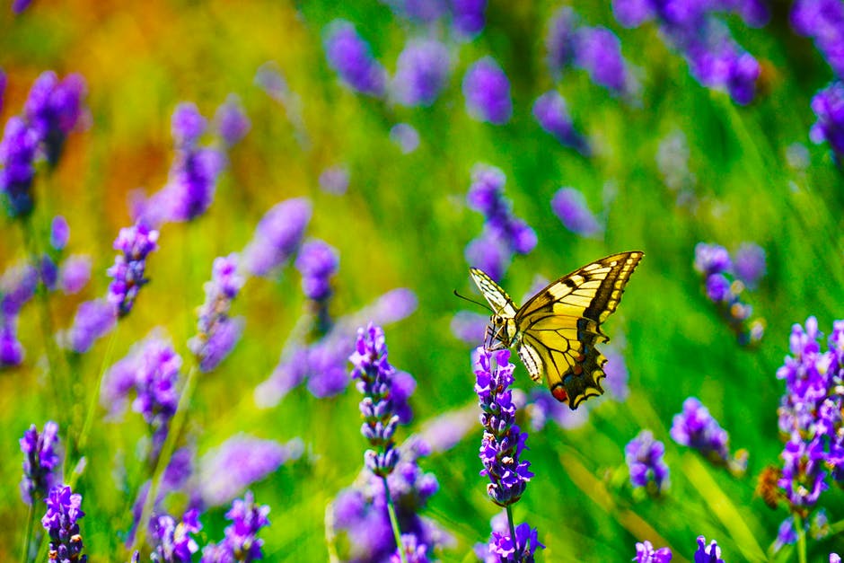 虎尾蝶在薰衣草花上的选择性聚焦摄影