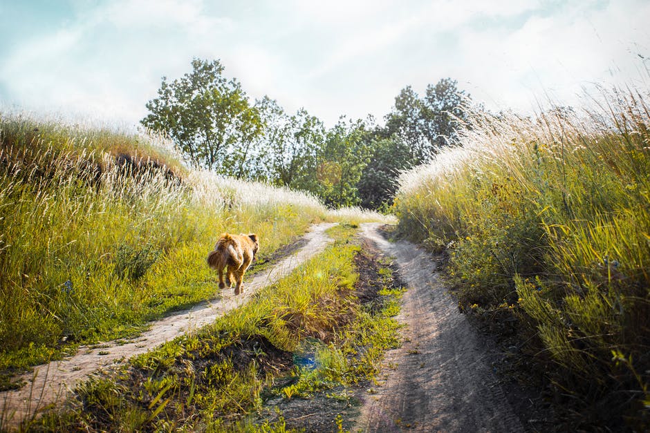 中涂棕狗跑在树木间绿草间的泥土路上