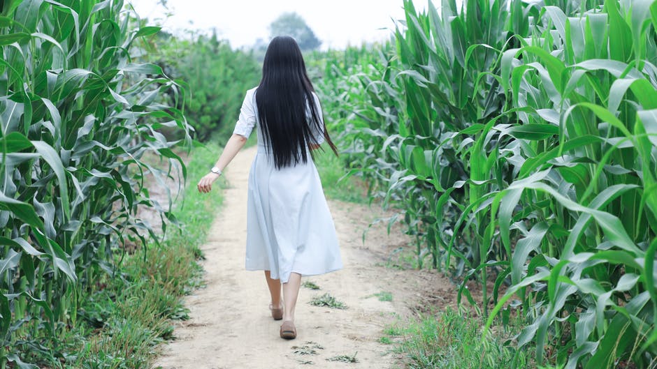 走在玉米地里的女人
